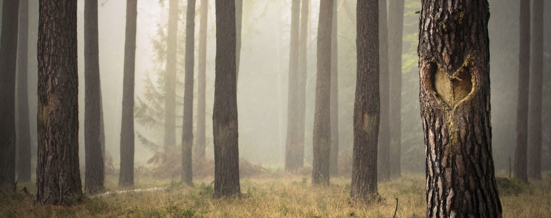Kiefernwald im Nebel - Baumstamm mit eingeschnittenem Herz in der Rinde